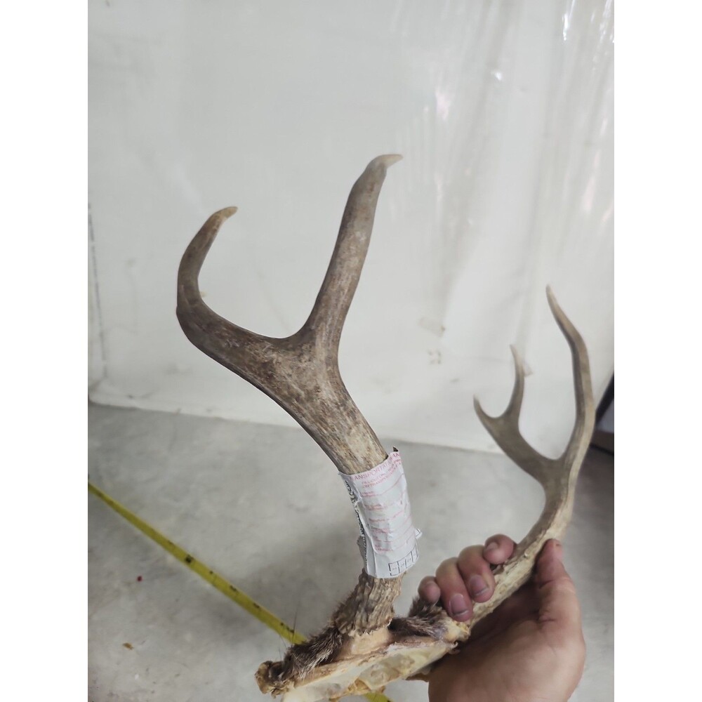 Deer Rack antler Pair With Skull Cap 6 Point - Picture 5 of 9